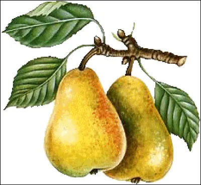 Quel est le taux de consommation française de poire par an ?