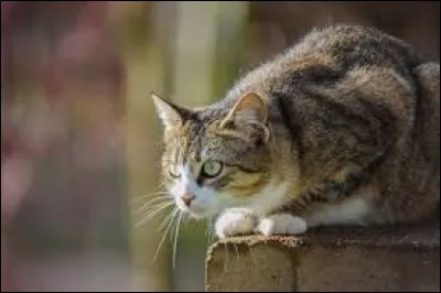 Comment s'appelle le chat de Manigance ?