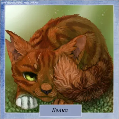 Combien de chats ont aimé Poil dÉcureuil ?