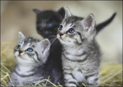 Comment s'appelle-t-elle en étant chaton ?