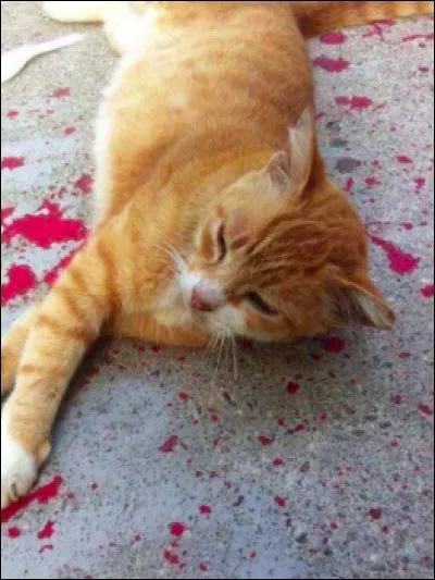 Par qui a-t-elle été tuée ?