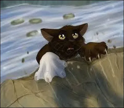Tome 2 : Complète la phrase : En revenant, ils se font attaquer par des chats du Clan ... et Plume Grise fait tomber ... dans une rivière.