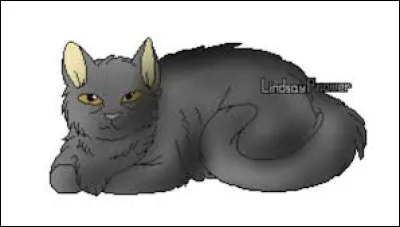 Tome 3 : À la toute fin du livre, que décide Plume Grise par rapport à ses chatons ?