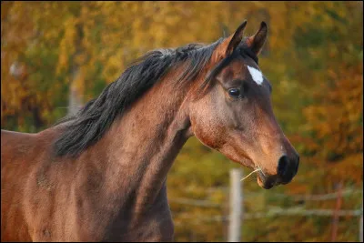 Comment se nomme la partie blanche sur le chanfrein du cheval ?