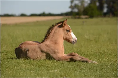 Comment appelle-t-on un cheval de moins d'un an ?