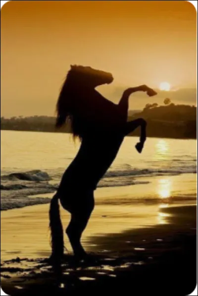 Qu'est-ce que le rachis ?