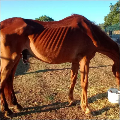 Combien de paires de côtes a un cheval ?