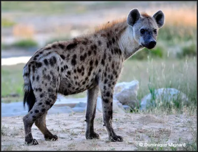La hyène tachetée habite dans les savanes des pays sub-sahariens. Elle est carnivore et très charognarde. À quelle famille appartient-elle ?