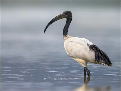 Quel est le nom de ce bel échassier autrefois vénéré par les Égyptiens, et encore existant en Afrique sub-saharienne ?