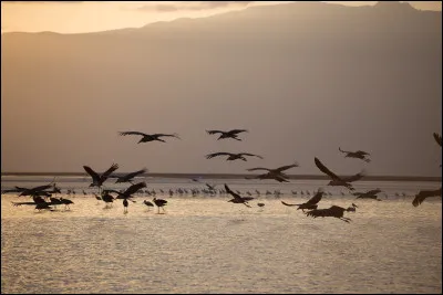 Que sont les marabouts d'Afrique, connus pour être des charognards ?
