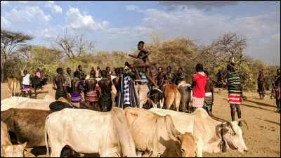 Voici un rite célébré par les Hamers, peuple du sud de l'Éthiopie. Il s'agit du saut de taureaux, cérémonie annuelle. Que gagne le jeune homme qui réussira l'épreuve ?