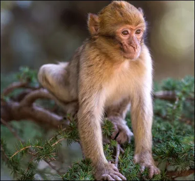 D'où est originaire ce petit singe appelé magot ?