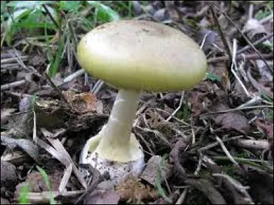 Quel est le nom du champignon ci-dessus ?