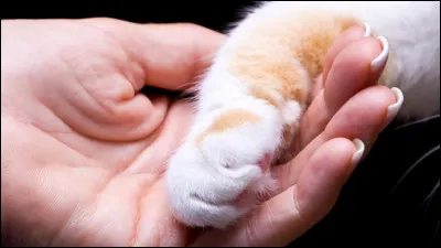 Un Bipède va t'adopter ! Quelle est ta réaction ?