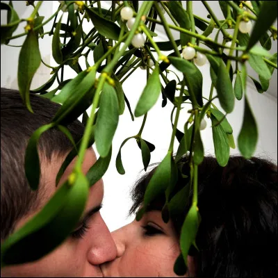 Quand est-il de tradition de s'embrasser sous le gui en France ?