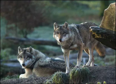 Veux-tu qu'il y ait un ou plusieurs loups sur l'image ?