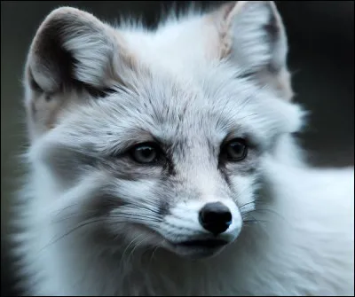 Veux-tu que ça soit réaliste ou une illustration ?