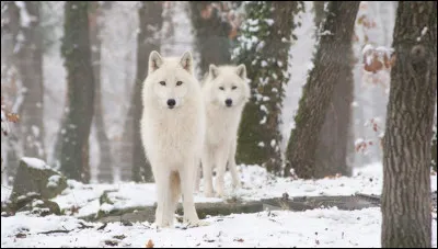 Veux-tu que ce soit un bébé ?