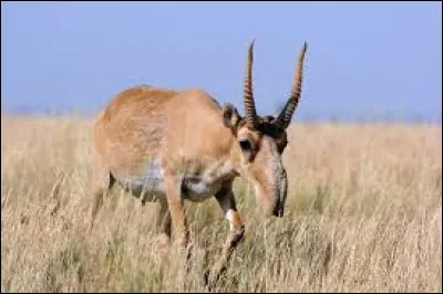 Quel type d'animal est le "saïga" ?