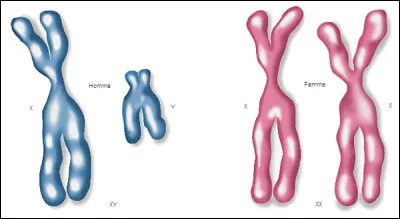 Combien de chromosomes ont les êtres humains en général ?