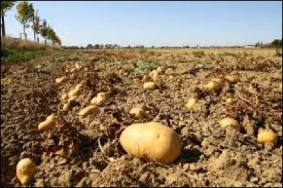 Dans quel sport peut-on entendre l'expression "un champ de patates" ?