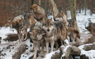 Quiz Loups