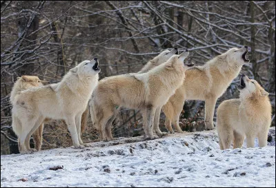 Quel est le nombre minimum de loups pour fonder une meute ?