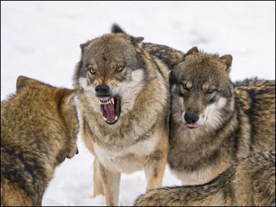 Qu'est-ce qui peut déclencher des conflits au sein de la meute ?