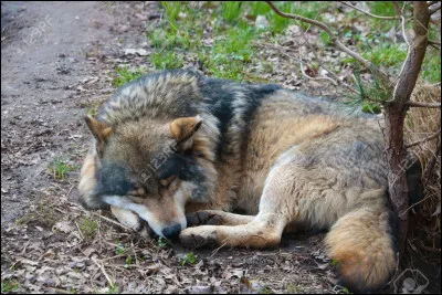 Quelle proportion de son temps le loup consacre-t-il au repos ?