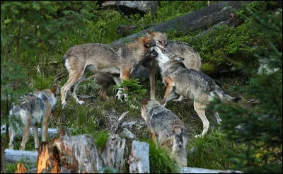 Pour finir, comment font les loups pour avoir des membres dans leur meute ?
