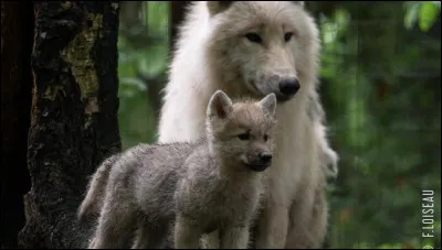 À quel âge les louveteaux commencent-ils à voir et à entendre ?