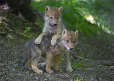 À quel âge les louveteaux sont-ils sevrés ?