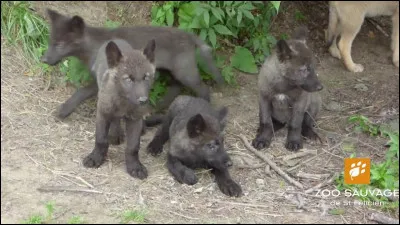 Quand les louveteaux apprennent-ils à se comporter en société ?