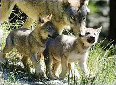 Pour calmer les louveteaux trop exubérants, leurs parents...