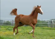 Quiz Les chevaux