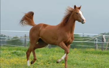 Quiz Equitation