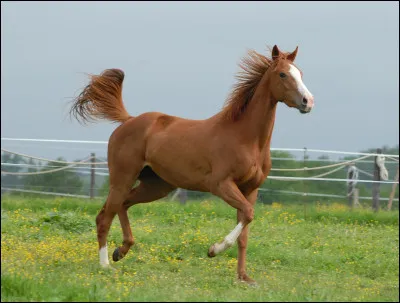 Quelle est la couleur de ce cheval ?