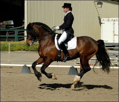 Quelle allure a ce cheval sur cette photo ?