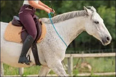 Comment appelle-t-on ce qui est autour du cou du cheval ?
