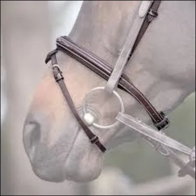 Quel est le nom de cette partie du filet ?