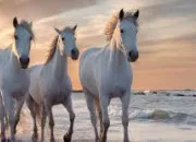 Quiz Galop 1