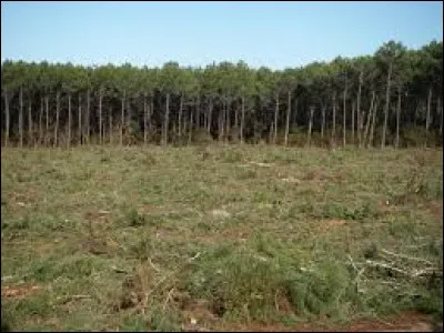 En sylviculture, qu'appelle t-on une coupe à blanc ?