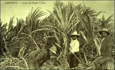 "Coupe dans la brousse, coupe dans les bois,..." Quelle chanteuse interprète "Coupe coupe" en 1989 ?