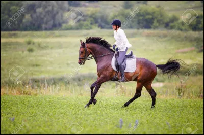 Enfin, comment faire un départ au galop ?
