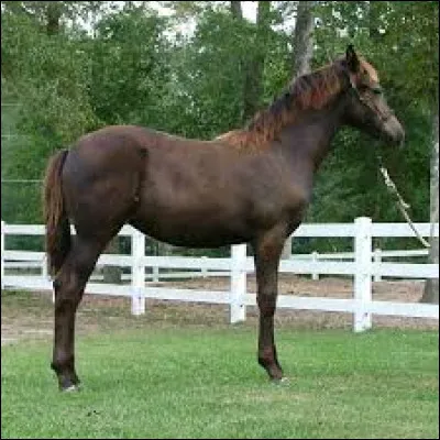 De quelle couleur est ce cheval ?