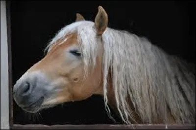 Sélectionnez celui qui n'est pas un sens d'un cheval ?