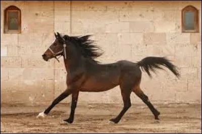Quelle est la plus petite allure du cheval ?