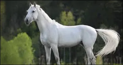 De quelle couleur est ce cheval ?
