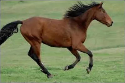 Quel est l'âge minimal pour le Galop 3 ?