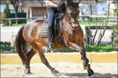 Où faut-il placer la jambes pour un départ au galop ?